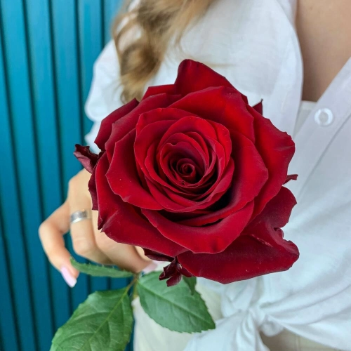 Комплимент из красной эквадорской розы – минимализм роскоши Барнаул Алтайский край Комплимент из красной эквадорской розы – минимализм роскоши Барнаул Алтайский край
