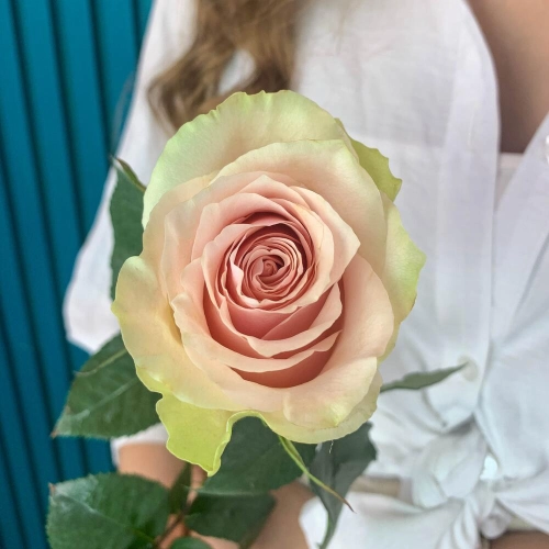 Комплимент из розовой эквадорской розы – минимализм роскоши Барнаул Алтайский край Комплимент из розовой эквадорской розы – минимализм роскоши Барнаул Алтайский край