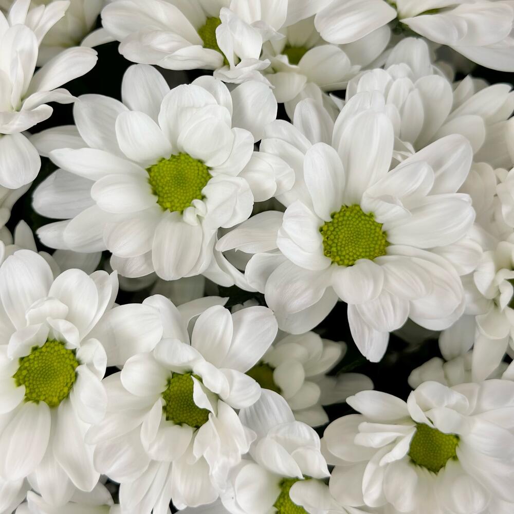 Букет «Мечты о лете» – свежесть белых хризантем Барнаул Алтайский край