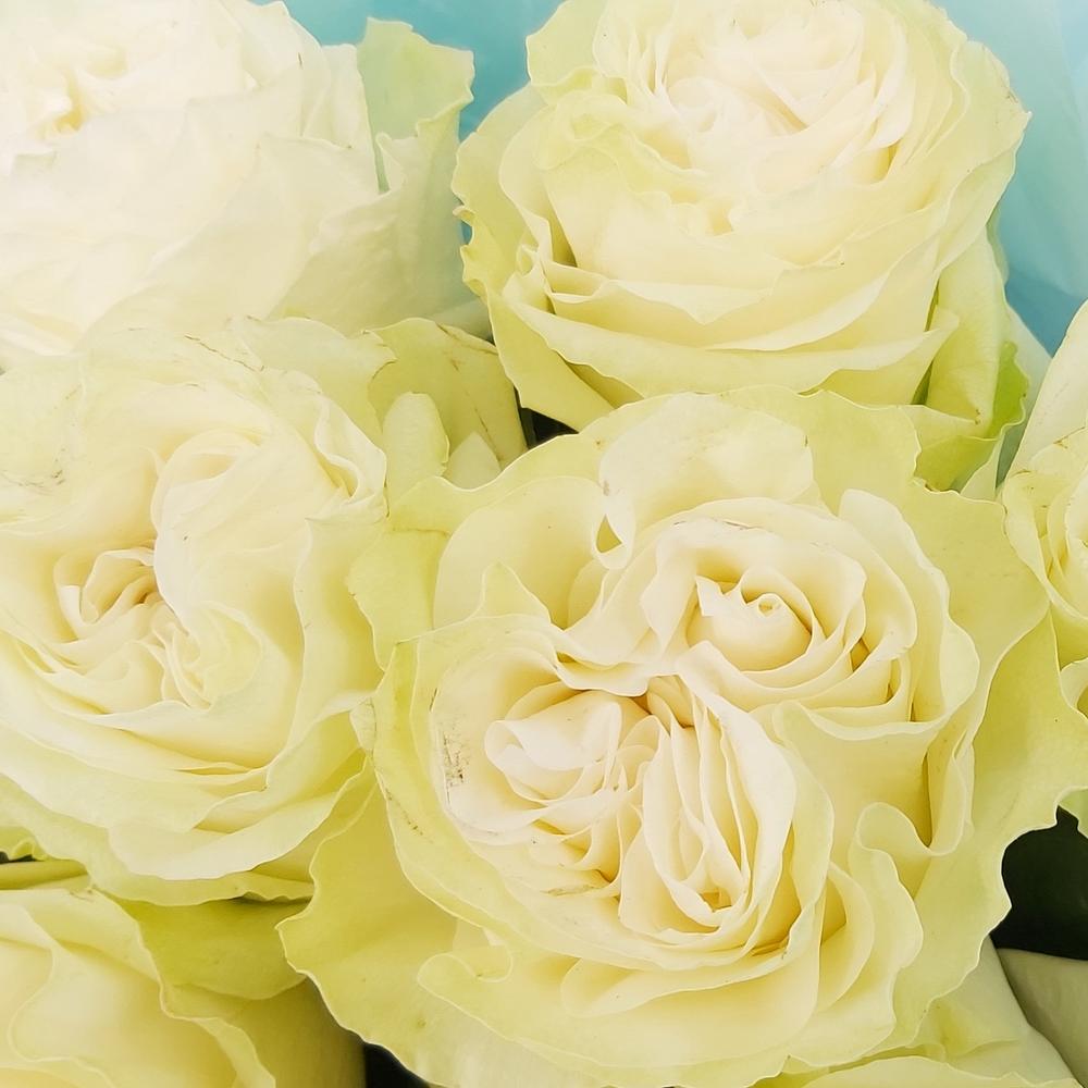 Букет «Кружевное облачко» – 11 белоснежных роз в нежной упаковке Барнаул Алтайский край